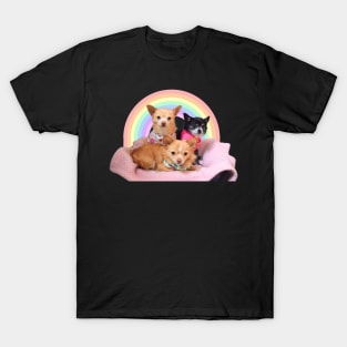 Three Chihuahuas in a rainbow basket T-Shirt